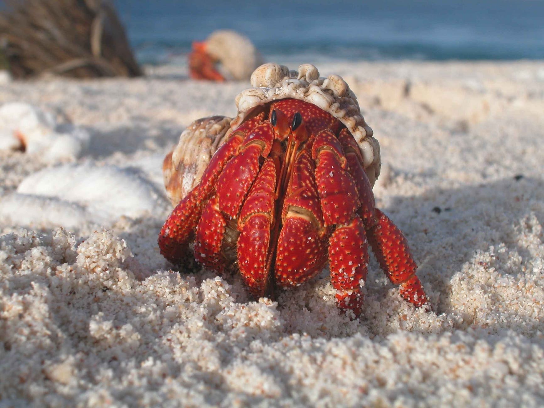 crab-hermit-macro-sand-38626.jpeg